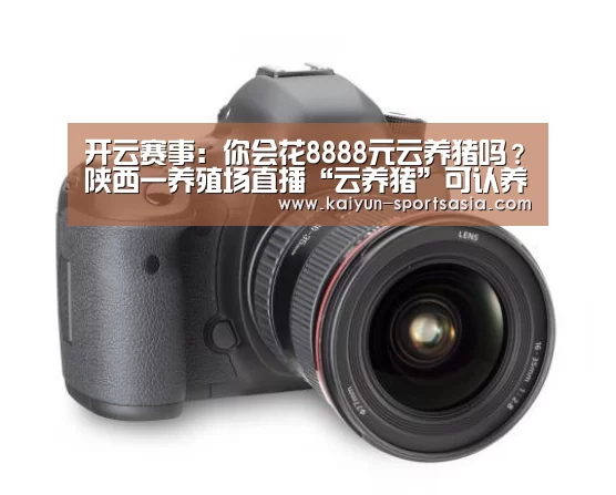开云赛事：你会花8888元云养猪吗？陕西一养殖场直播“云养猪”可认养猪仔